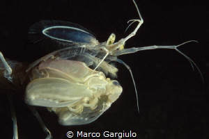 Mediterranean mantis shrimp, night dive, nikon f100 fuji ... by Marco Gargiulo 